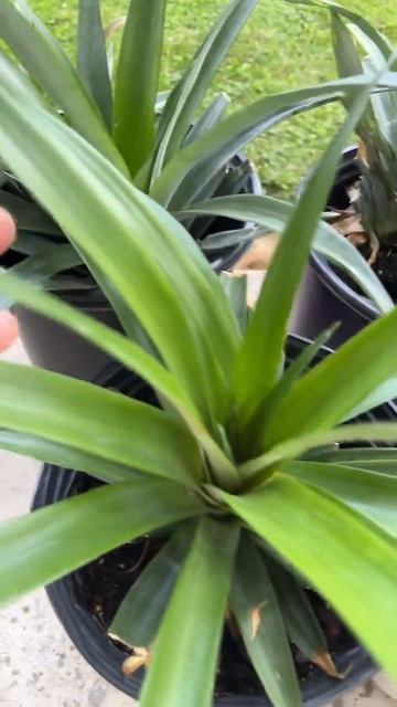 OH Wow Growing Pineapple #shorts