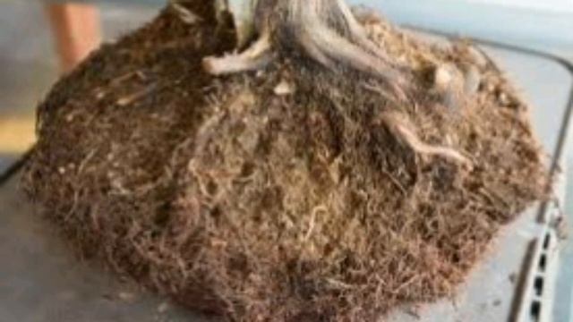 what is root ball technology | how to use root ball technology safety three