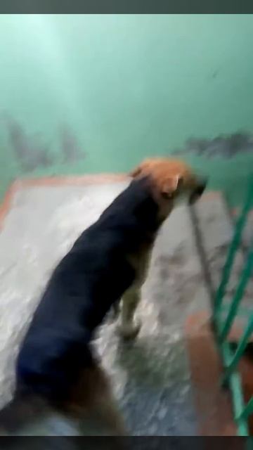 В Сургуте собаки забегают в подъезд. Продолжение следует...