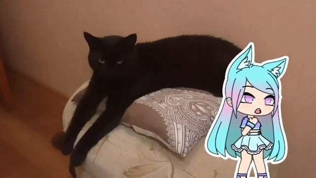 плавный переход на фоне моей кошки😅