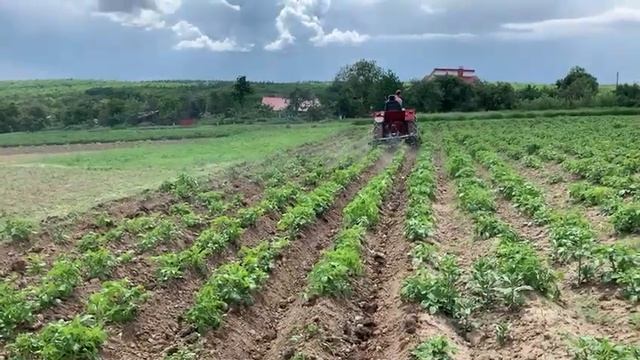 Підгортаємо картоплю. Т 25.