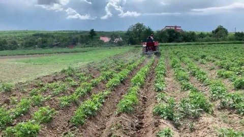 Підгортаємо картоплю. Т 25.