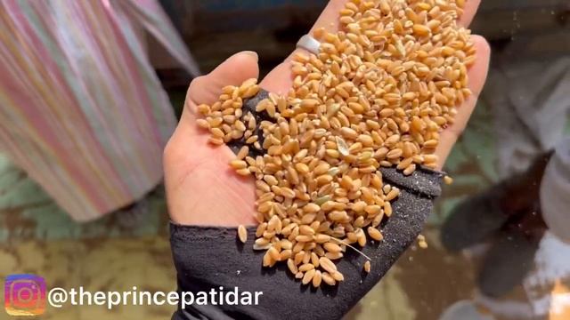 Ujjain Mandi Gehu Ka Bhav | Wheat Price Today | Ujjain Mandi Bhav Today | 28 March #2024