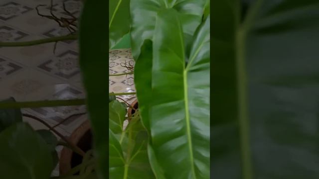 Nice monstera plants mix