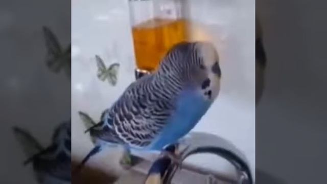 Чай хочу