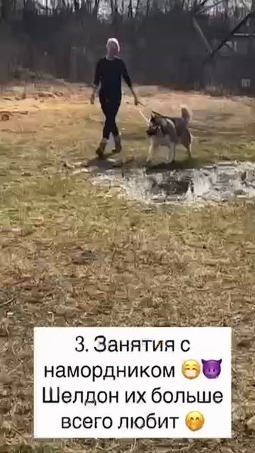 Он знает команды, но не знает, что такое дом