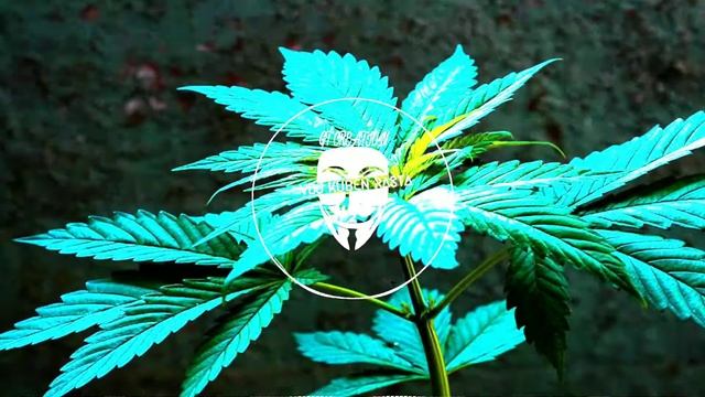 DJ HARI Soda Bottle Mix ¥VDJ KUBEN RASTA¥