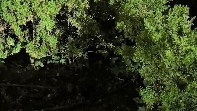 Ёжик. Видео Л.П. Юрчишко
