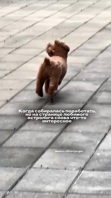 В моём профиле много полезной астро информации 💫👉