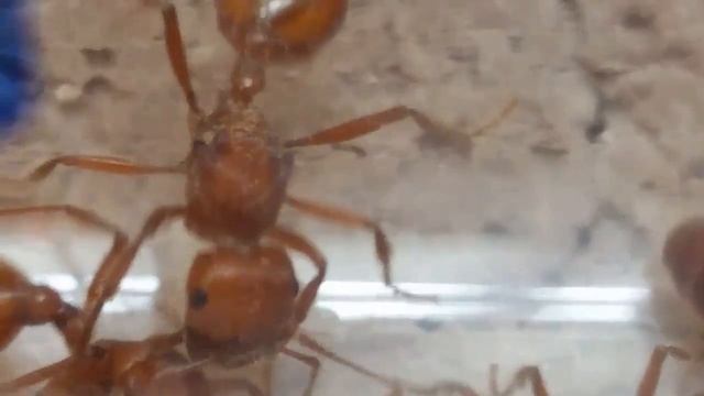 Harvester ant queens, Pogonomyrmex Californicus tending to eggs