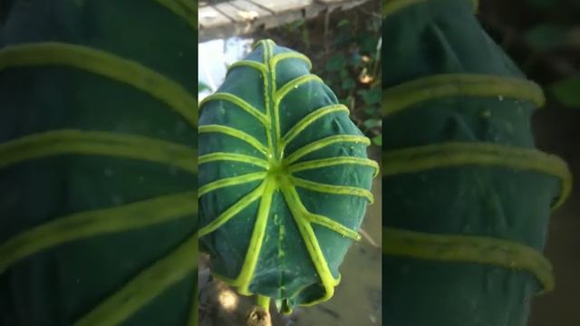 Colocasia Golden Queen Mash หน้ากากราชินี