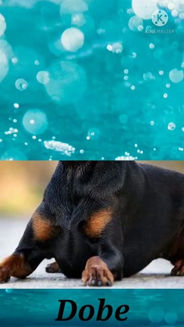 TOP 5 Most POPULAR Dog Breeds in the World ||POPULAR DOG BREED