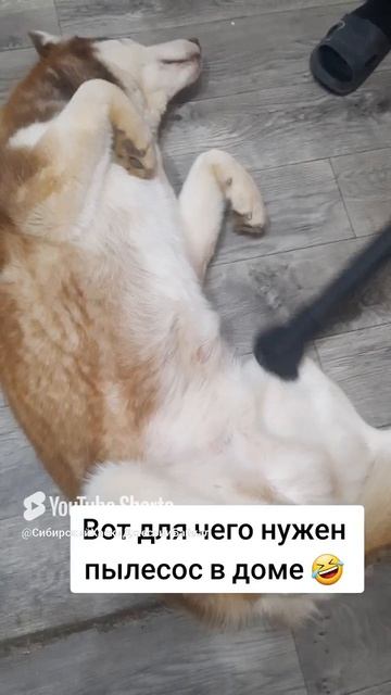 Пылесос для собак
