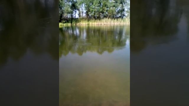 Рыбы сошли сума