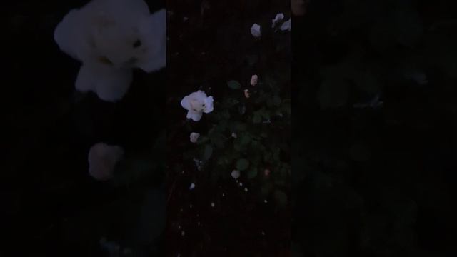 Ночь в саду | Nacht im Garten #сад #garten #kamille #ромашки#растения #pflanzen