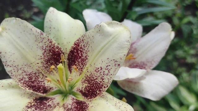 Лилейники и Лилии это красивое украшение сада🌺