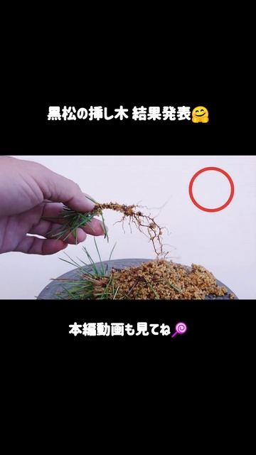 【黒松の挿し木 結果発表！】 / #Shorts   /  初心者  / ミニ盆栽 /  #盆栽