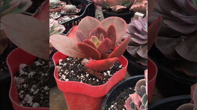 Echeveria mínima