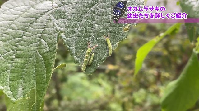 【ゆるキャラ】一目で分かる！幼虫の変化！日本の国蝶オオムラサキ（大紫、Sasakia charonda）飼育。蝶太郎物語りNo.175