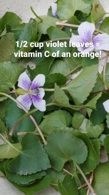 See full length (8 min) video to learn everything you need to know about the violets in your yard!