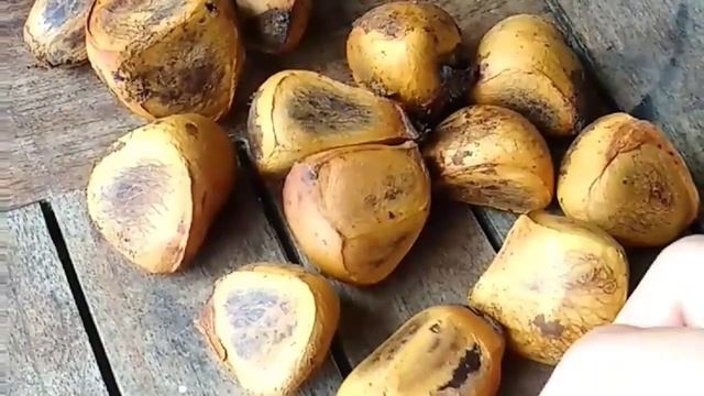 Cómo preparar la castaña de Indias o Pachira