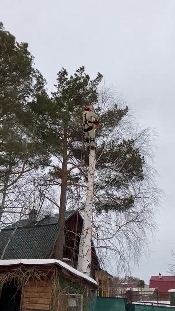 Удаление березы по частям с завешиванием. Часть 6. Чусовской тракт, Екатеринбург.