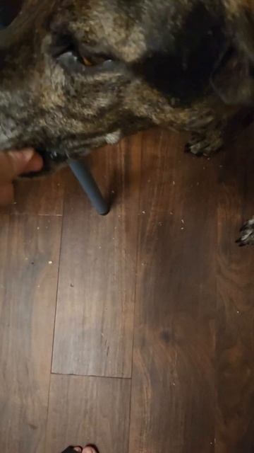 Odor obedience 7.21.2024