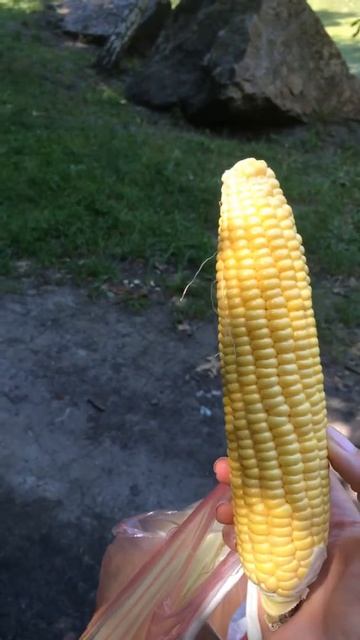 кукуруза карамелька