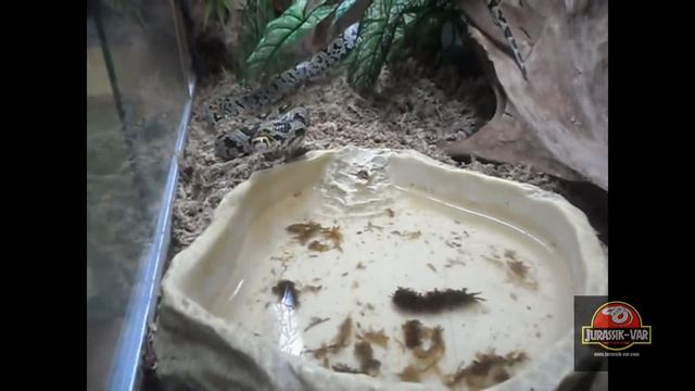 EUPREPIOPHIS MANDARINUS - Cheptel Jurassik-Var