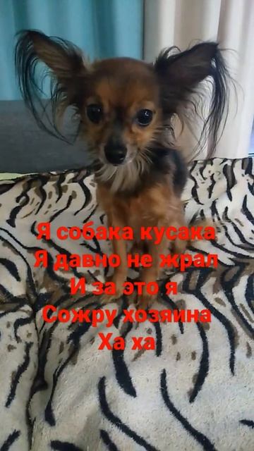 собака кусака хочет жрать хозяина