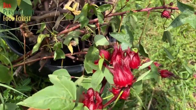 Complete  Guide To Growing Roselle-Jamaican Sorrel
