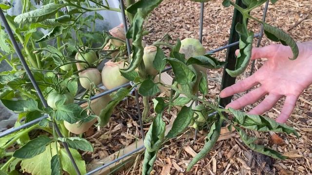 How to water tomatoes? "Reading" their leaves...