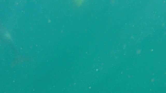 Dolphin Dive