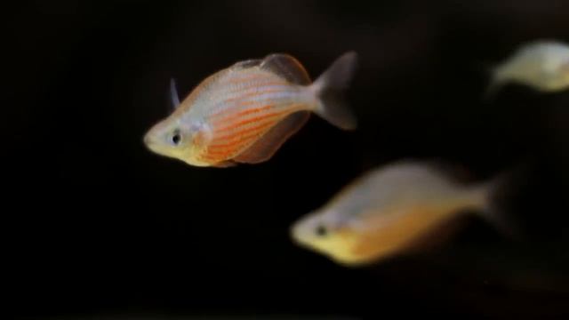 Rainbowfish G dorityi