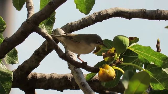 Sivi Voljić , Hippolais pallida , Olivaceus warbler -- Birds of Croatia