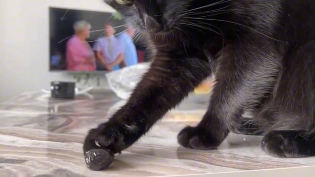 Салем уже 100% Турецкий кот - ест маслины 😸