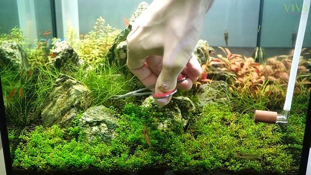 #アクアリウム ショートヘアグラスはじめてのトリミング 【ビバアクア】