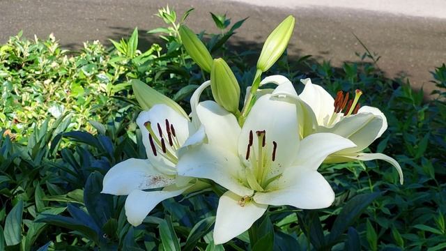 Exotic flower