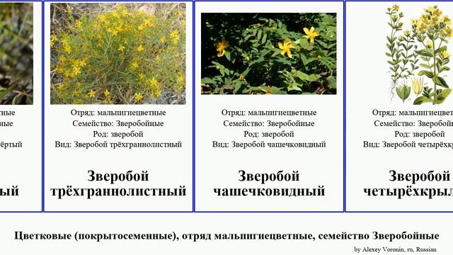 Цветковые (покрытосеменные), отряд мальпигиецветные, семейство Зверобойные angiosperms Light