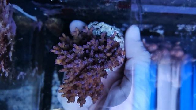 Acropora desalwii-indo coral gandalf