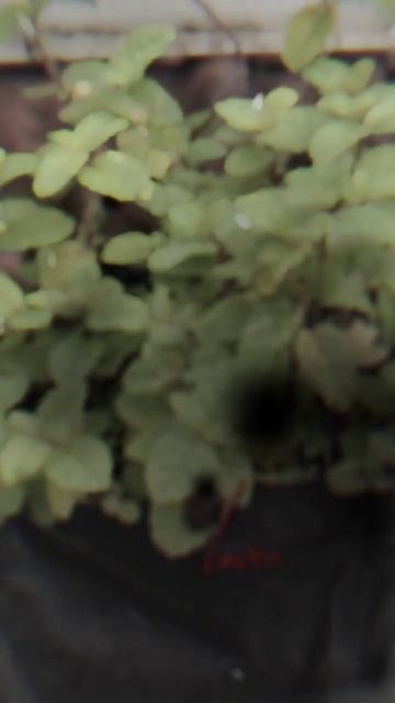 Tanaman Applemint, Fresh langsung dari kebun sendiriWA : 0813-5812-3335 (INFORMASI PEMESANAN)