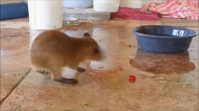 Милые капибары🐹