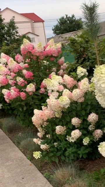 #hydrangea #гортензия #садгортензий #hortensia #сад #hydrangeas #метельчатаягортензия #paniculata
