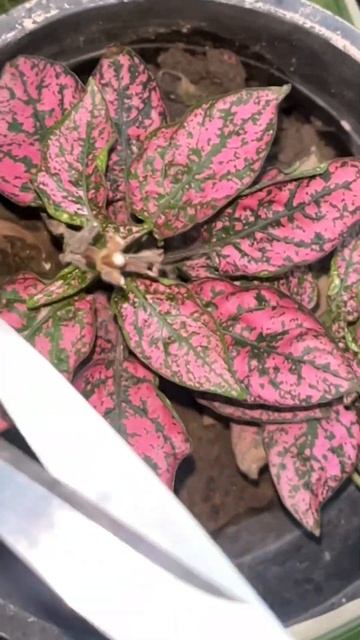 How to make polka dot plant healthy & bushy #gardeningaesthetics #Hypoestes #balconygarden #shorts