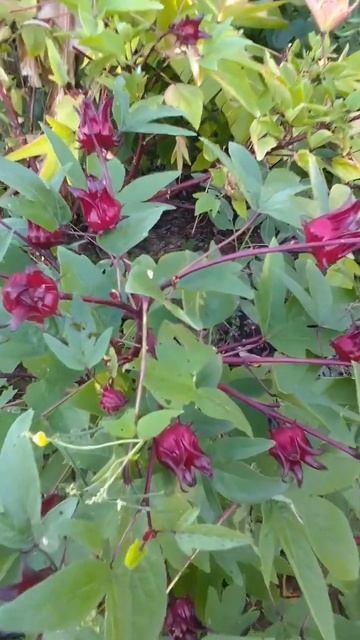 Sorrel Plant harvest#shorts#selfcarehealthandwellness