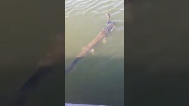 Щука поймала утку