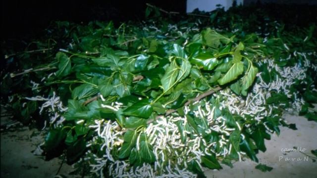 I campi persi, 1 - Moreri e cavalieri (gelsi e bachi da seta), Bachicoltura 1986