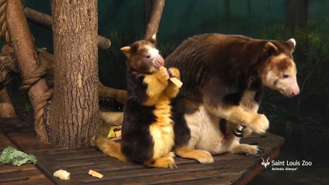 Matschie's tree kangaroo joey is 9 months old at Saint Louis Zoo