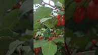 elaeagnus multiflora cherry silverberry🍒🫒😋😋