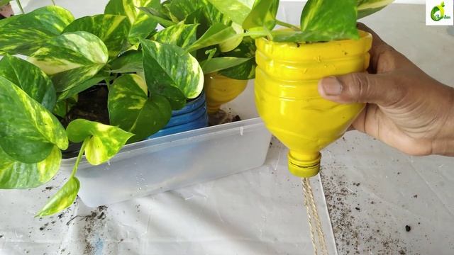 Self Watering System For Money Plants/Plastic Bottle Self water planter/Auto watering/ORGANIC GARDE